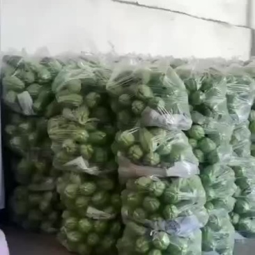 佛手瓜
