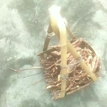 我处有大量并长期自产鲜干乌药批零出售