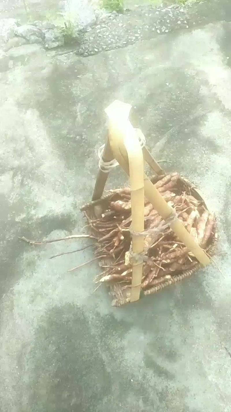 我处有大量并长期自产鲜干乌药批零出售