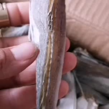 红头鱼，加工去头，去皮的，质量保证，有要货的老板前来咨询