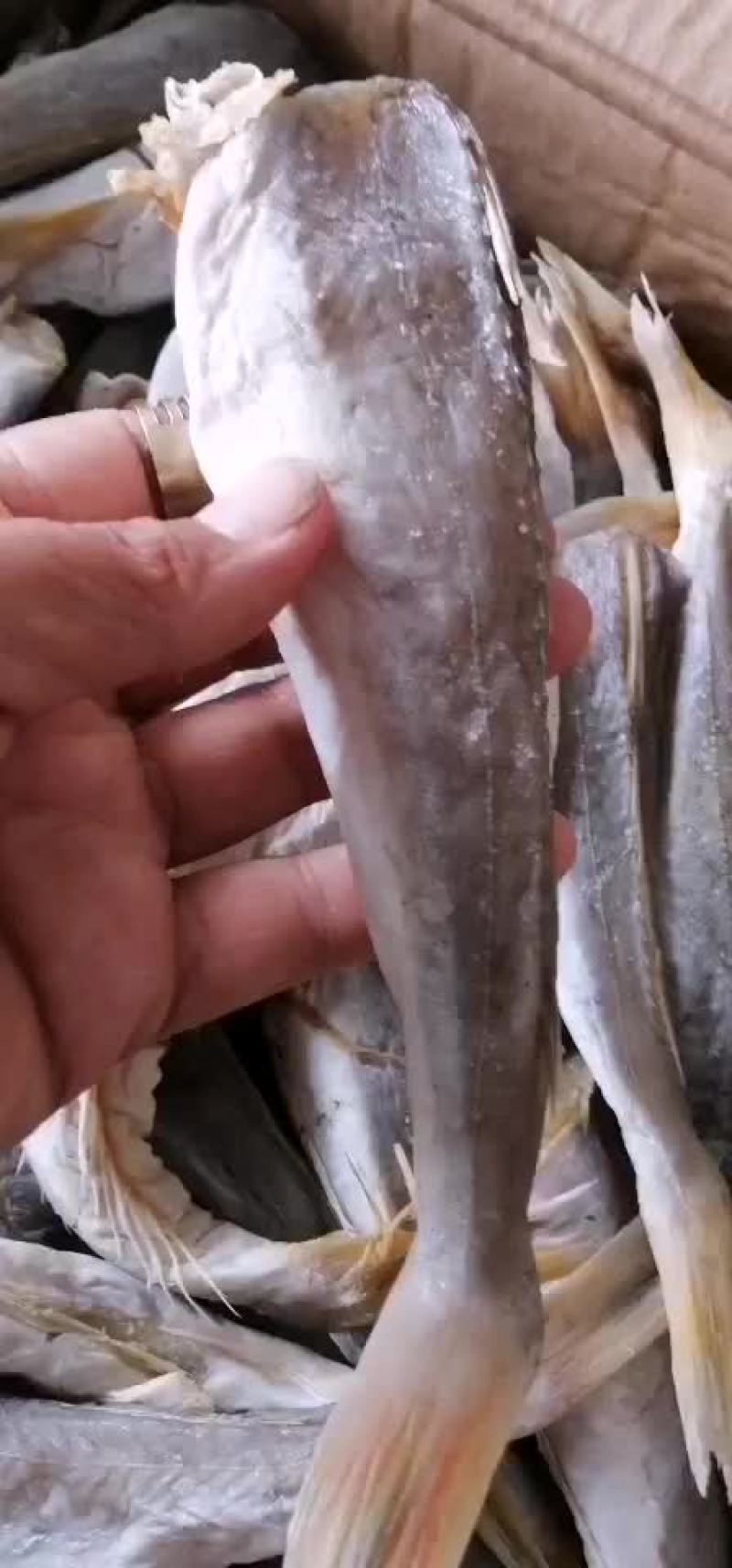 红头鱼，加工去头，去皮的，质量保证，有要货的老板前来咨询