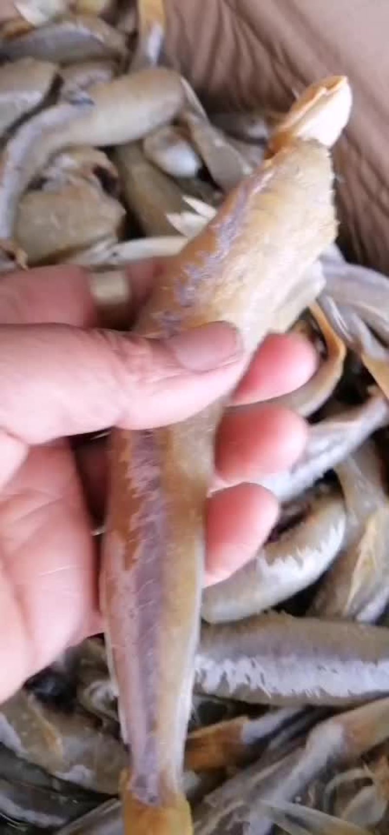 红头鱼，加工去头，去皮的，质量保证，有要货的老板前来咨询