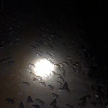 泰蛙