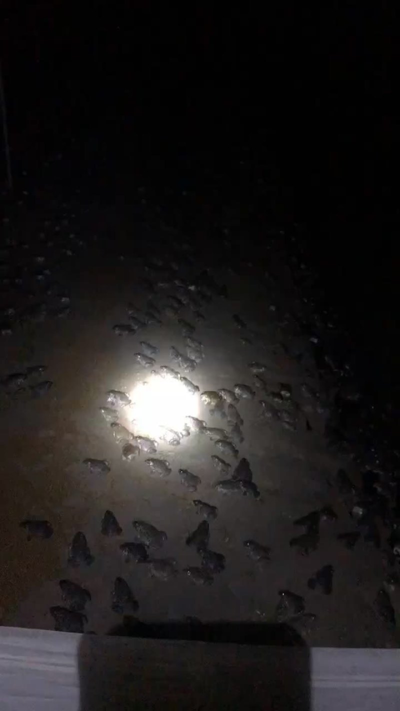 泰蛙