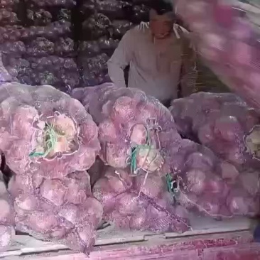 库存洋葱大量上市需要的抓紧时间联系，价格不高