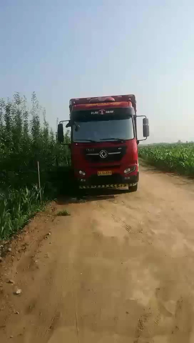 板栗南瓜