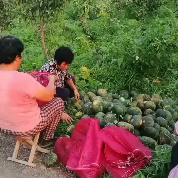 板栗南瓜