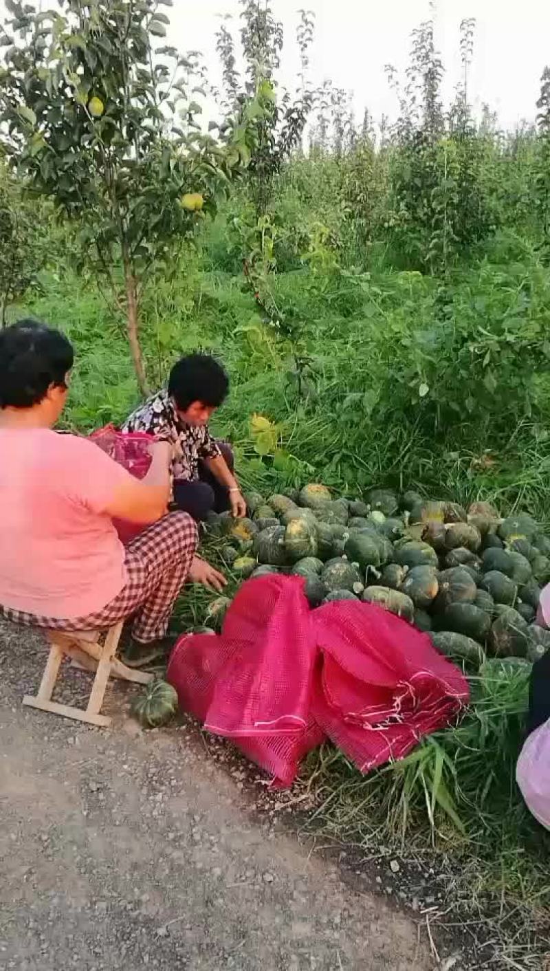 板栗南瓜