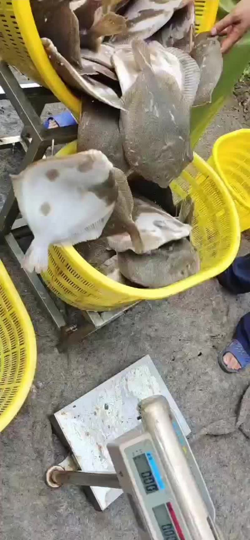 多宝鱼，