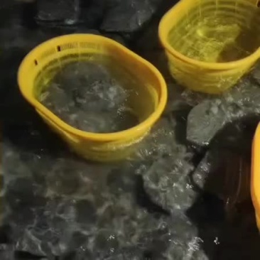 多宝鱼，