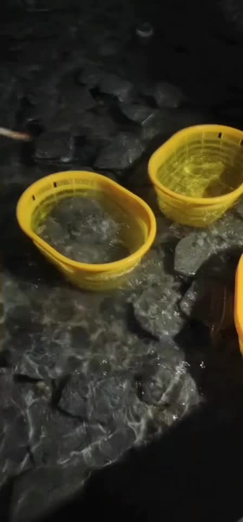 多宝鱼，