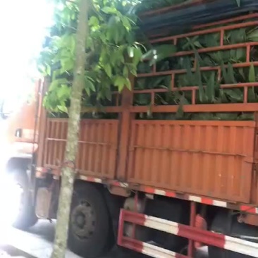 本地椰子苗