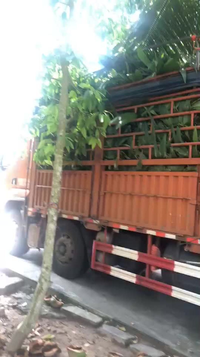 本地椰子苗