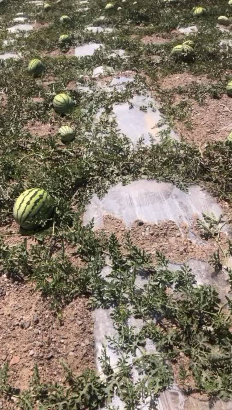 硒砂瓜