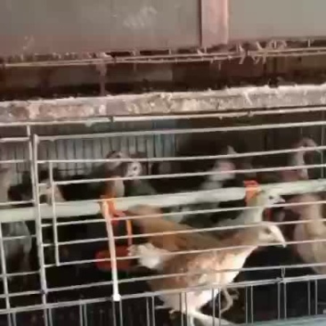 鸡鸭鹅苗，回收成品