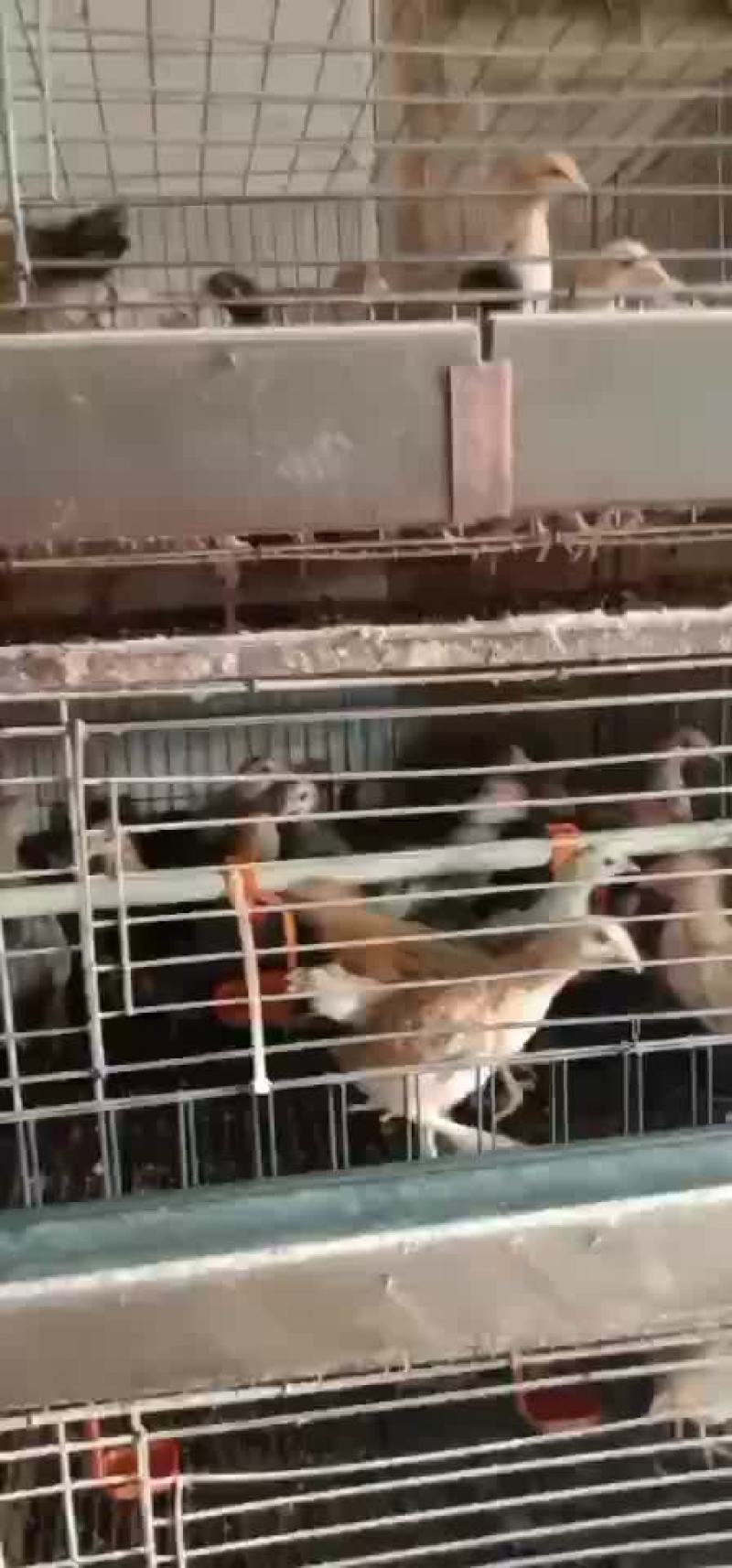 鸡鸭鹅苗，回收成品