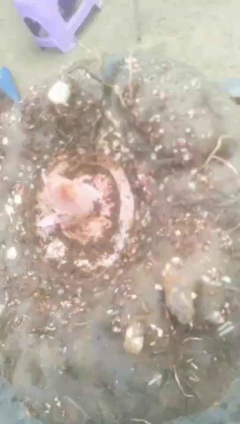 魔芋