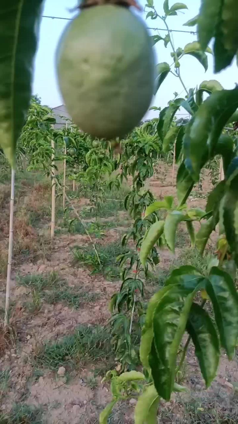 紫香百香果马上熟了