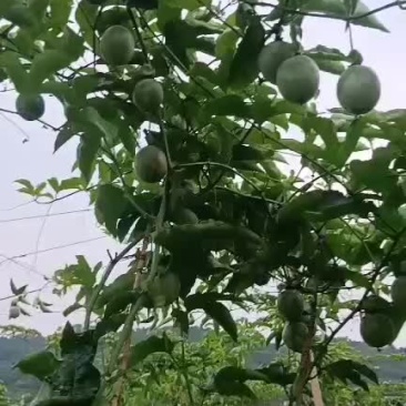 紫香百香果马上熟了