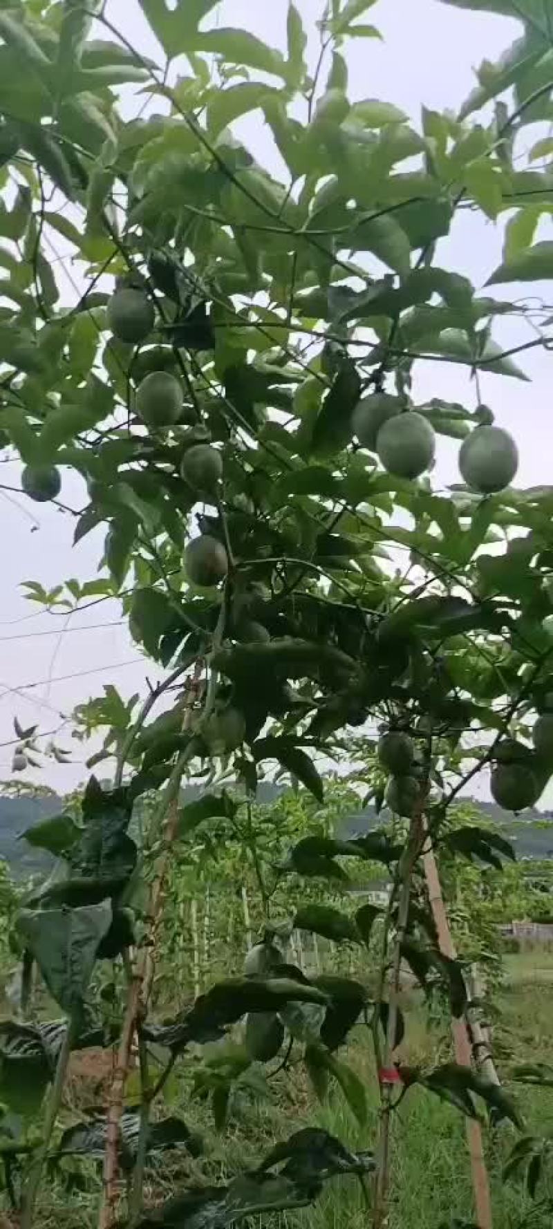 紫香百香果马上熟了