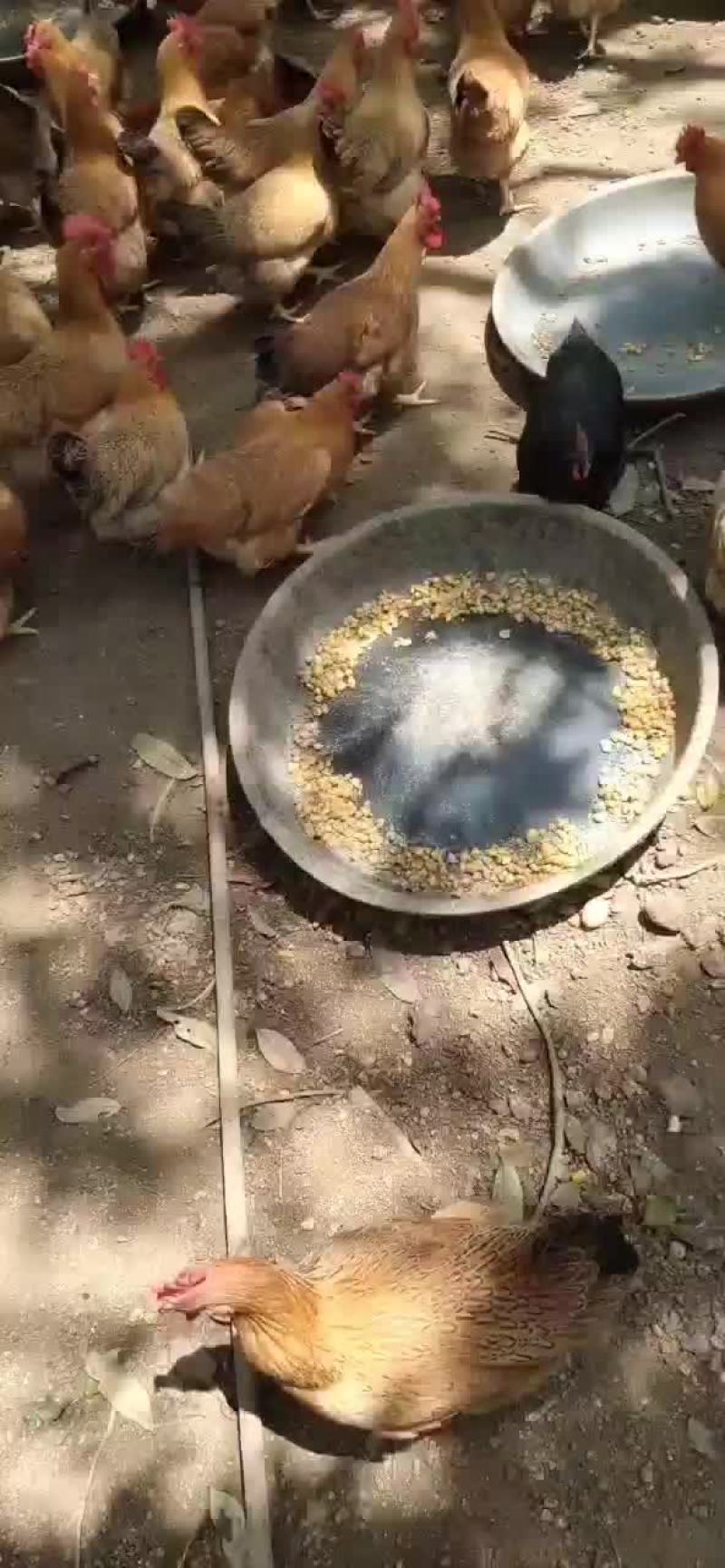 土鸡
