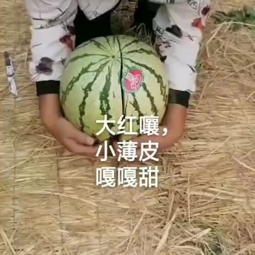 宁夏中卫香山硒砂瓜金华一号