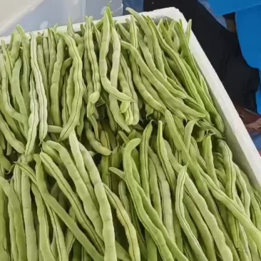 白肉豆
