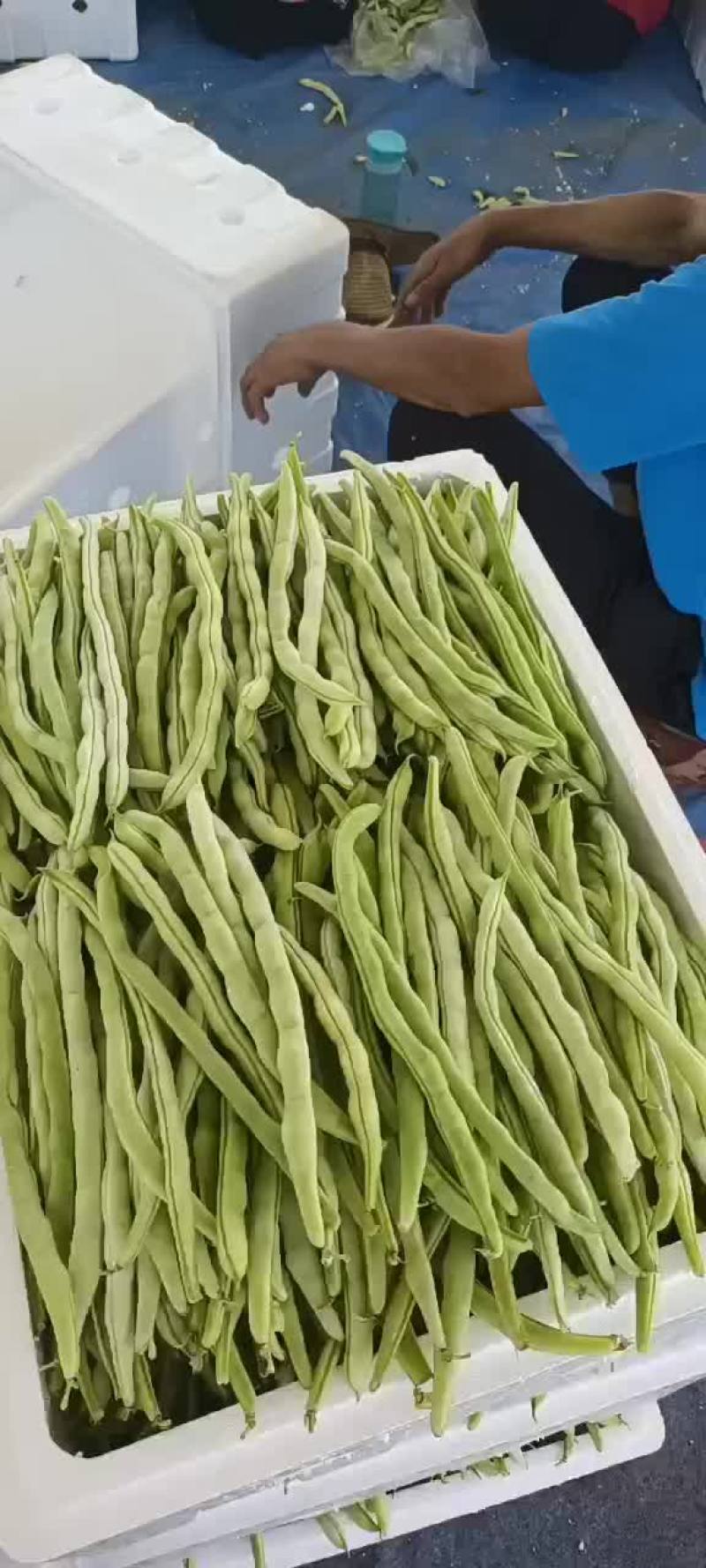 白肉豆