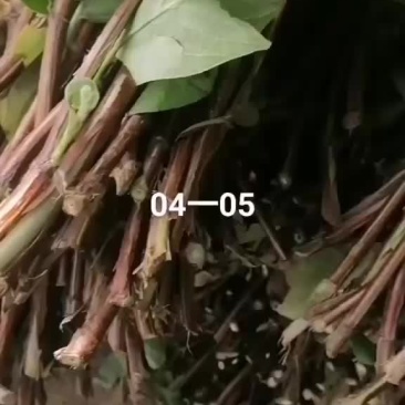 金银花树，金银花枝条插扦枝条