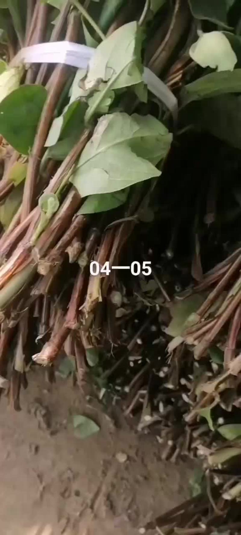 金银花树，金银花枝条插扦枝条