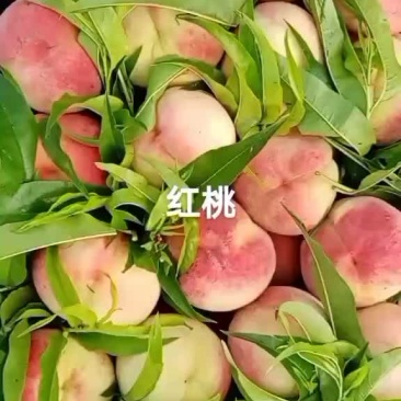 大红桃大量有货，货源充足，颜色比视频的好，有需要的来