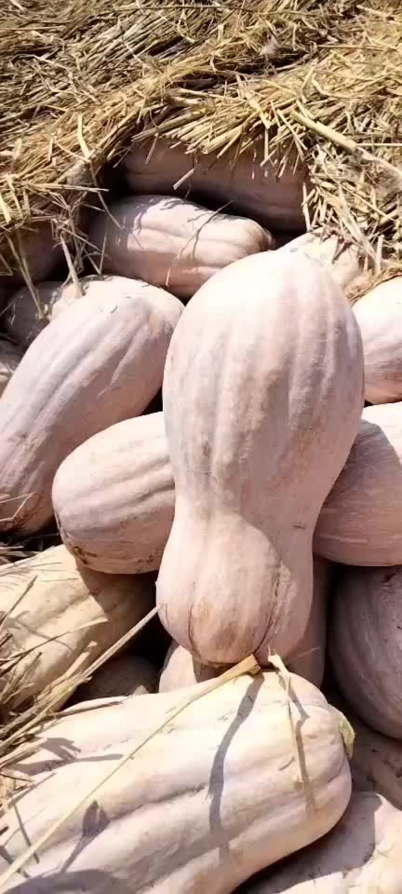 金品南瓜