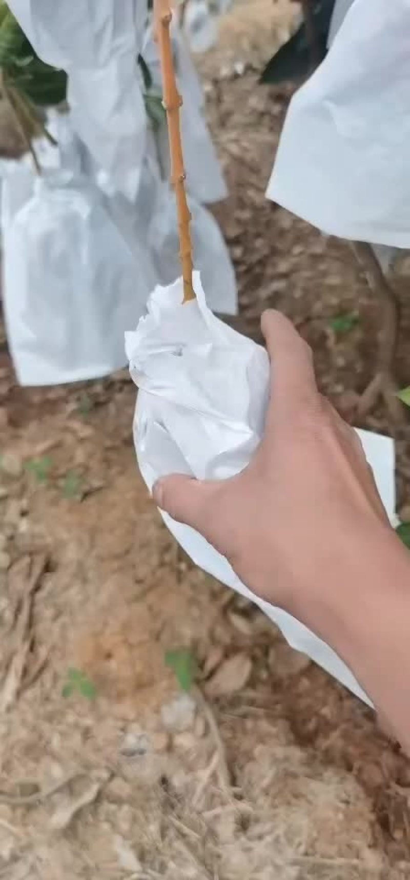 攀枝花凯特芒
