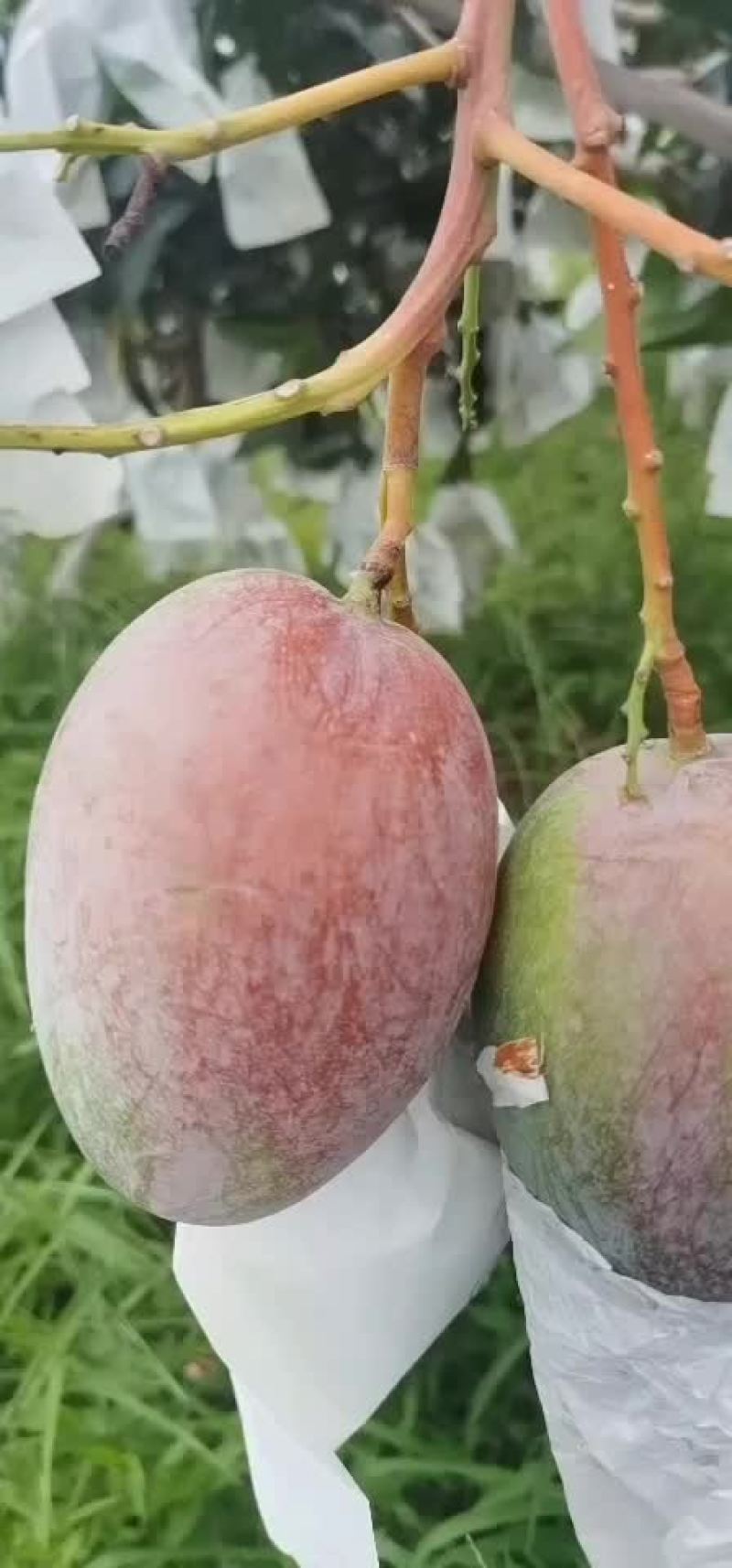 攀枝花凯特芒