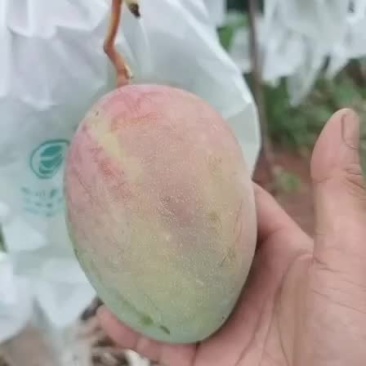 攀枝花凯特芒