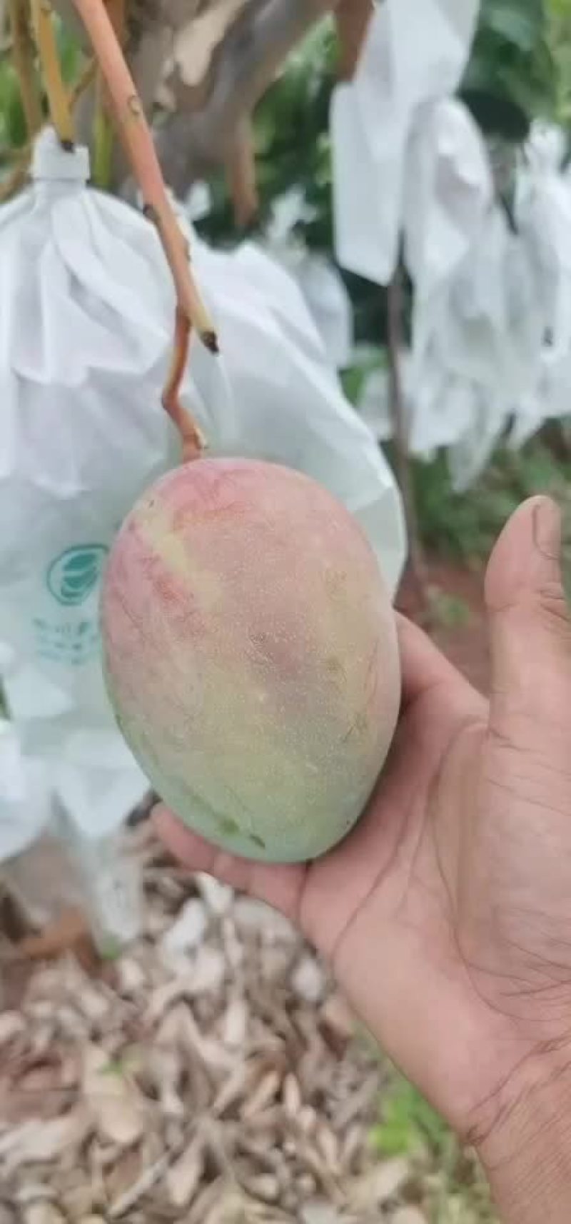 攀枝花凯特芒