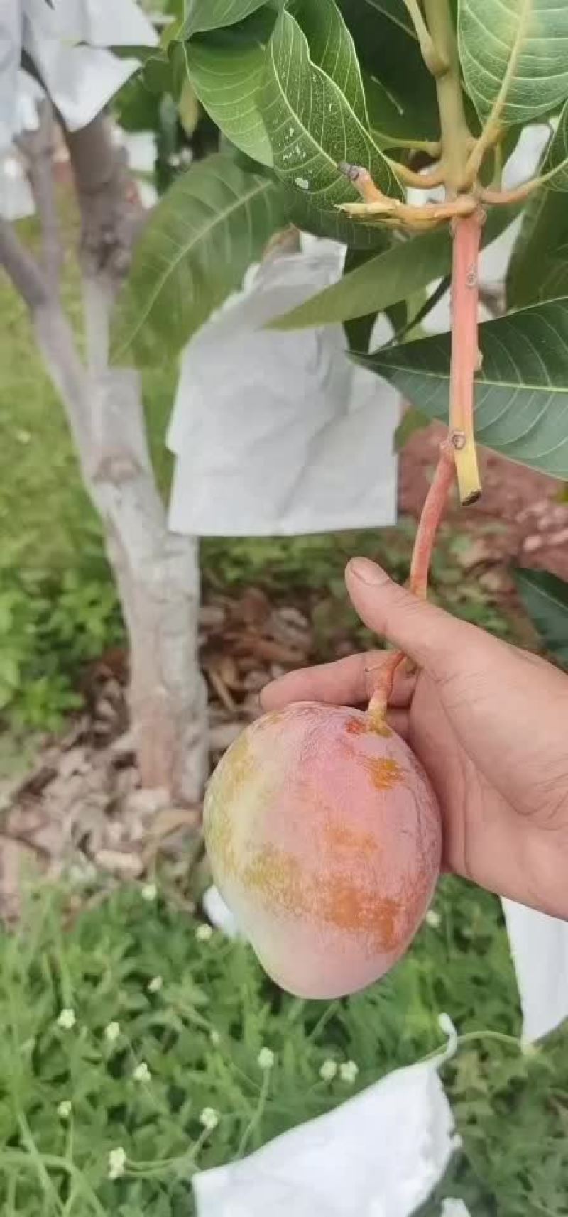 攀枝花凯特芒