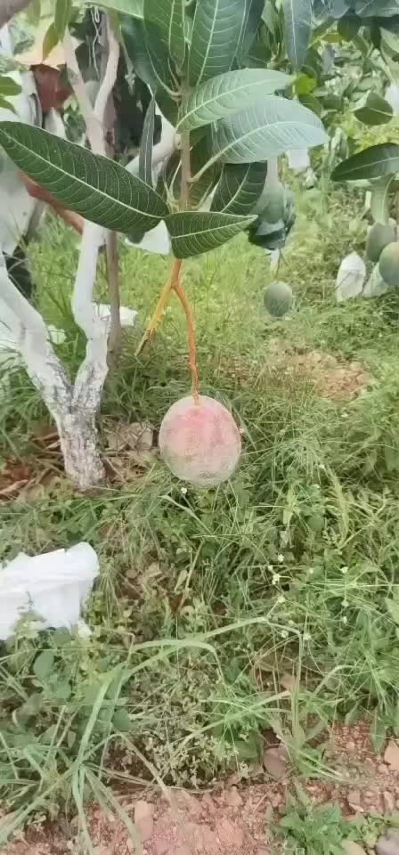 攀枝花凯特芒