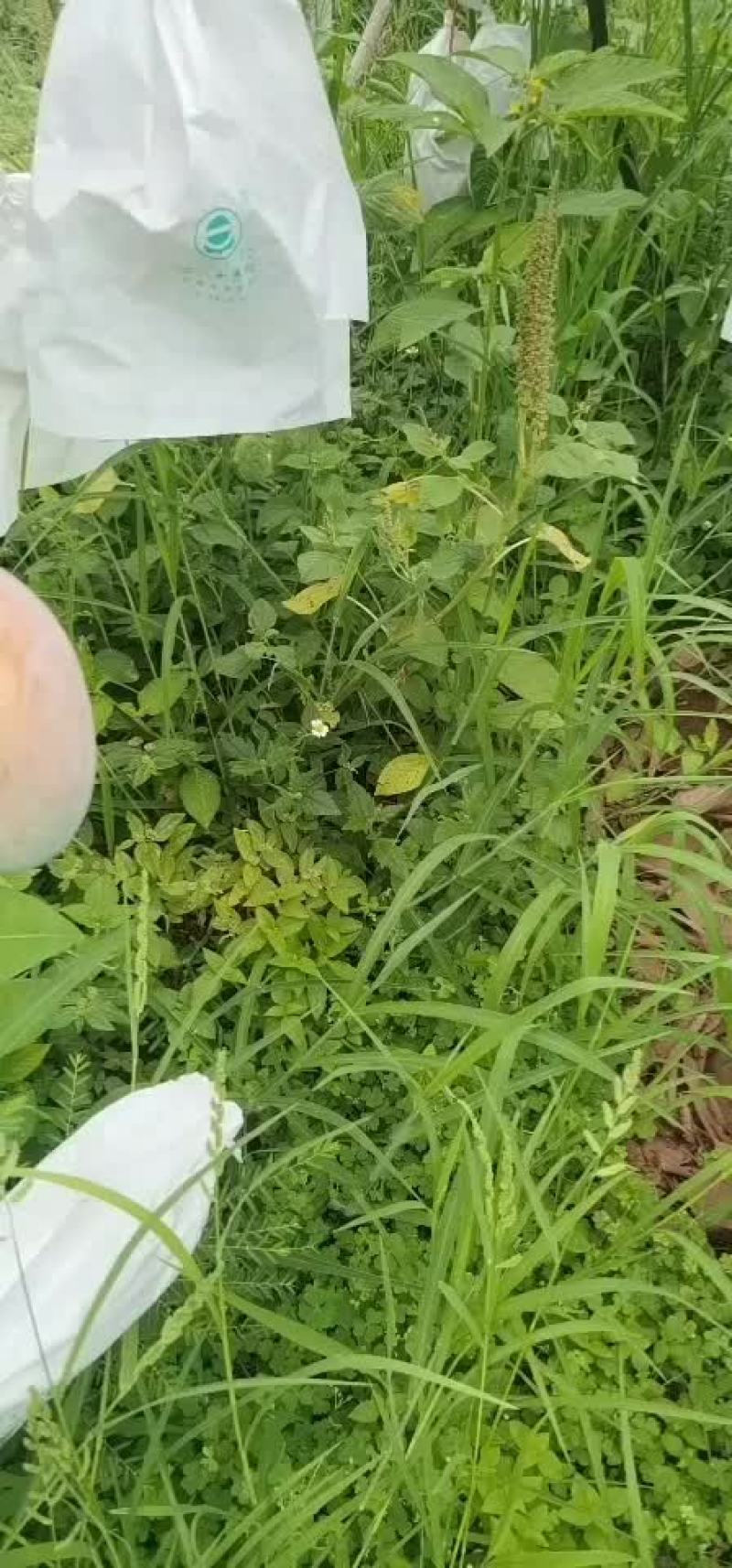 攀枝花凯特芒