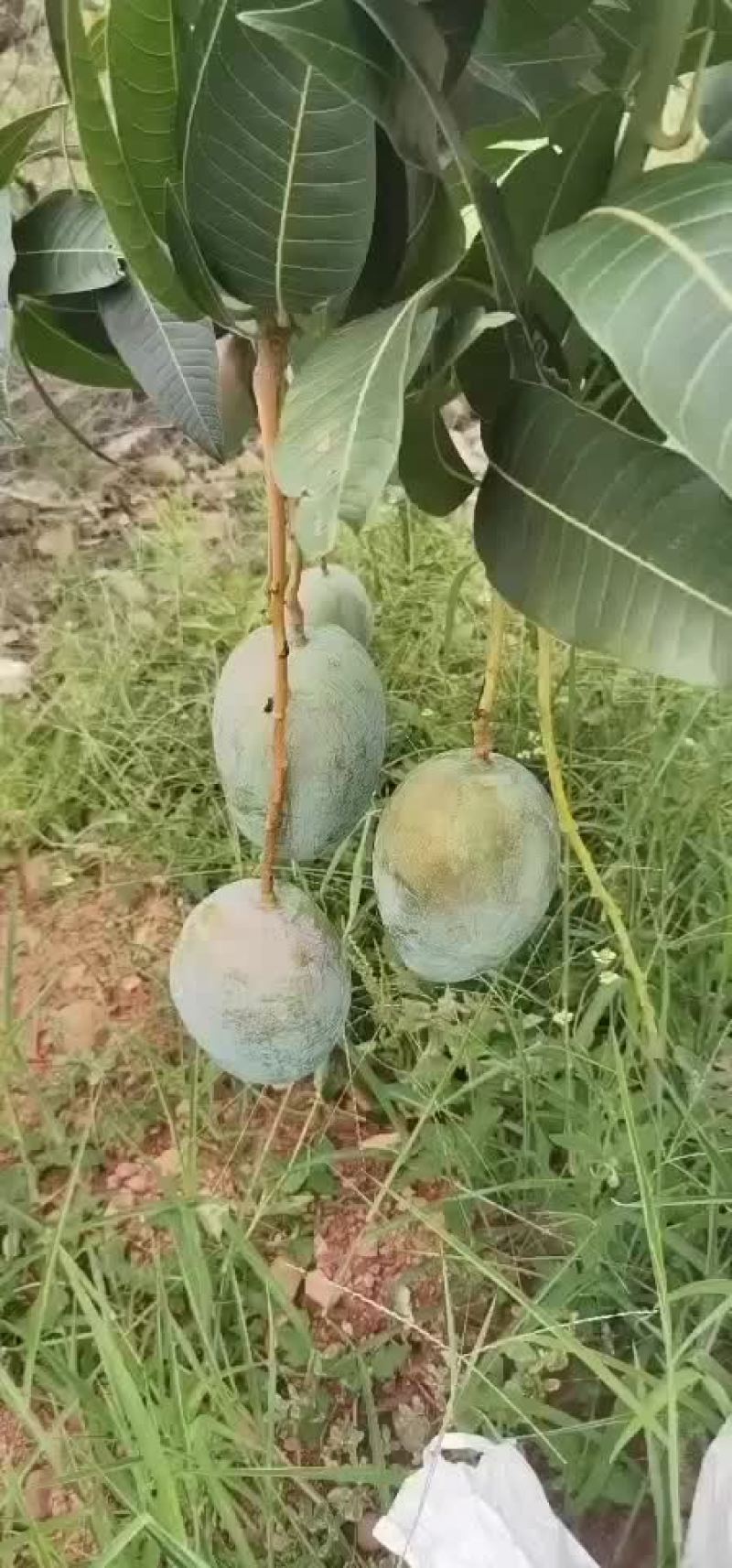 攀枝花凯特芒