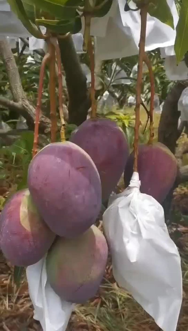 攀枝花凯特芒