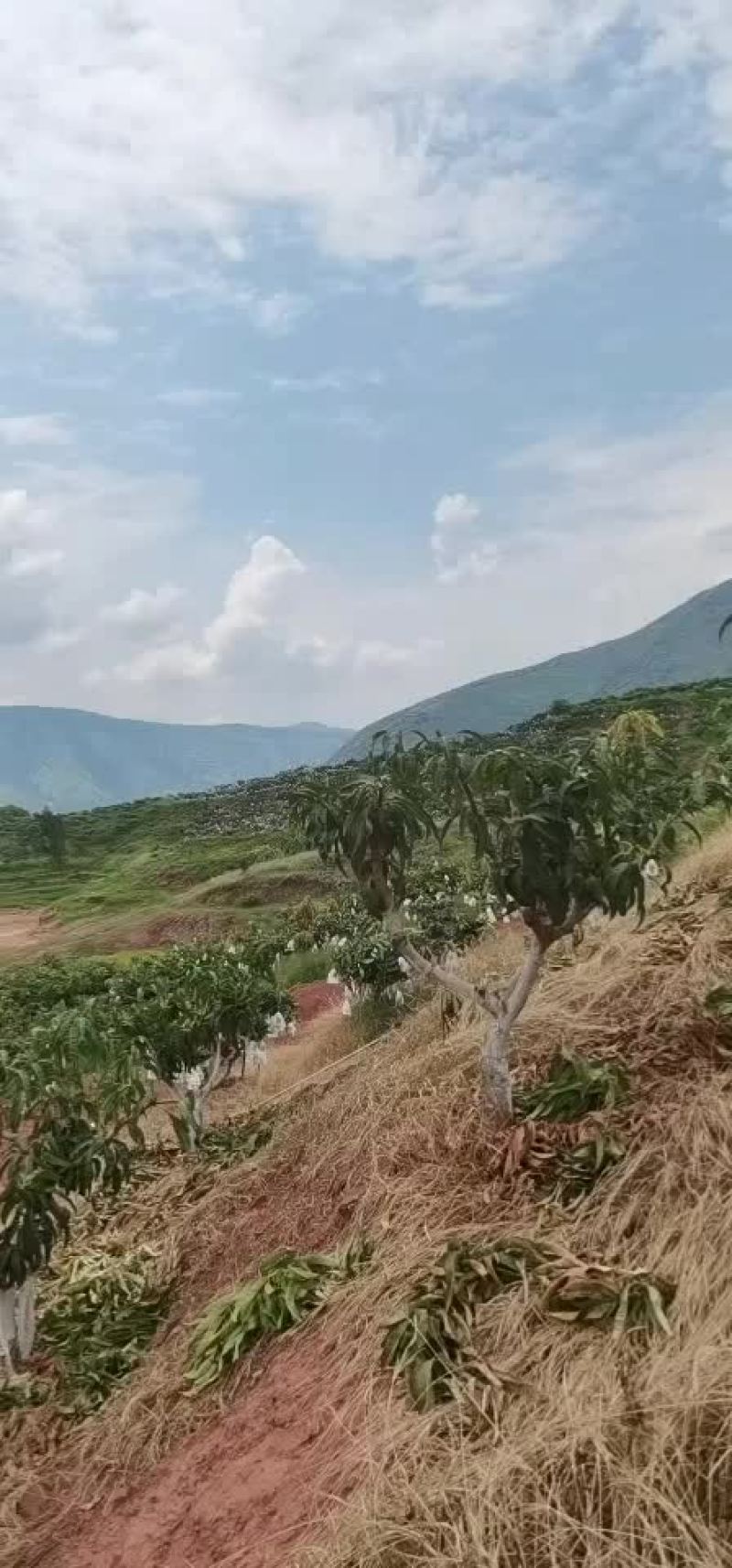 攀枝花凯特芒