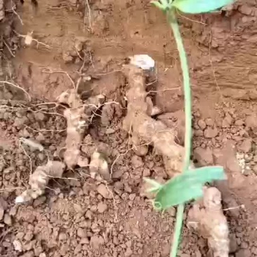 野生土茯苓