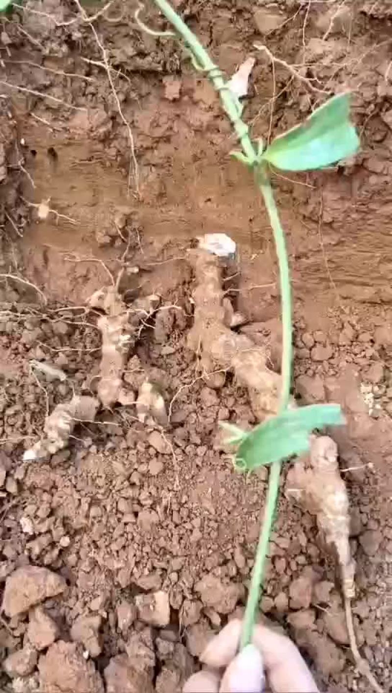 野生土茯苓