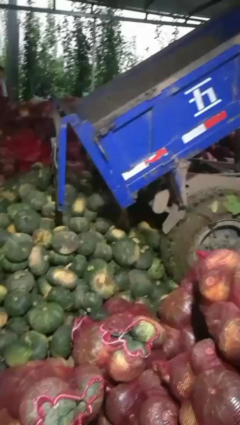 板栗南瓜