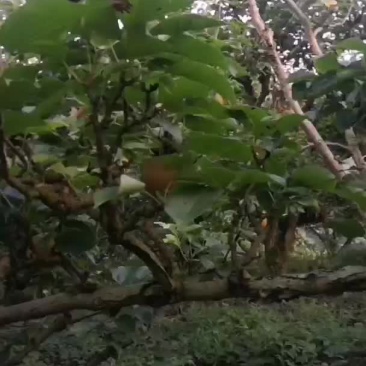 金秋梨