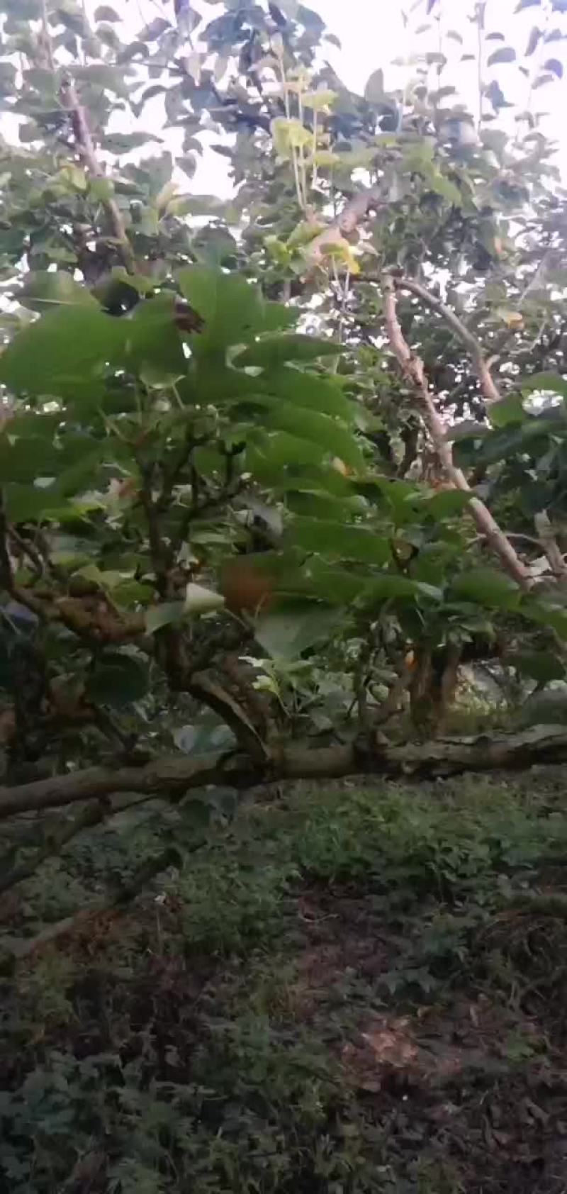 金秋梨