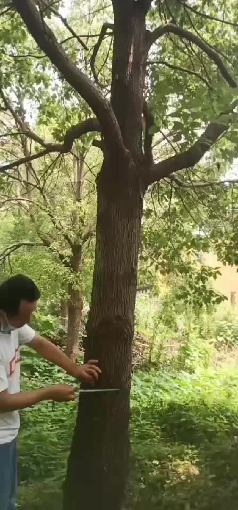 香樟树