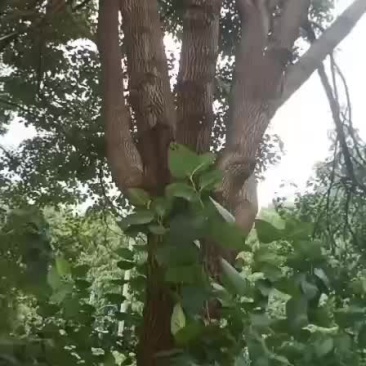 香樟树