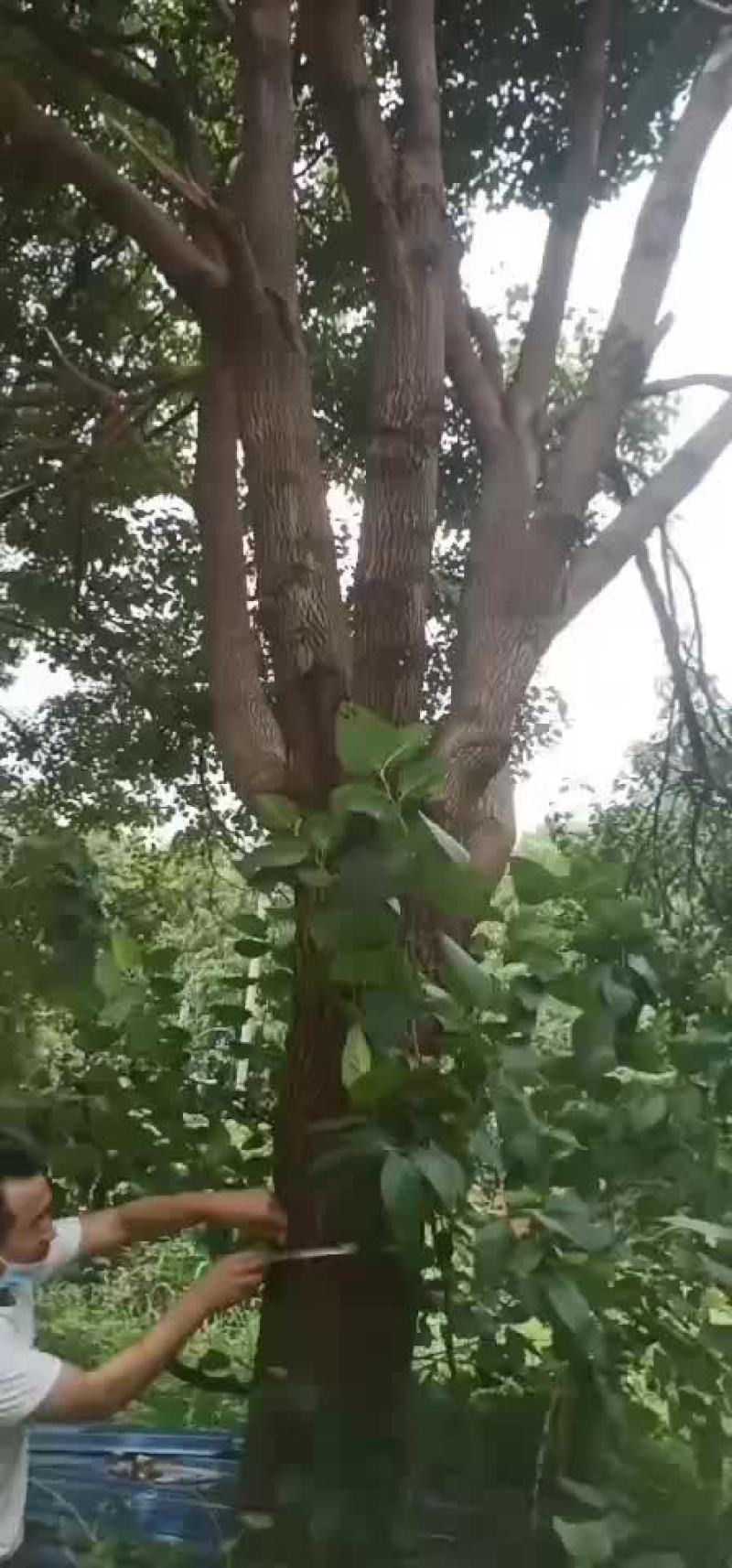 香樟树